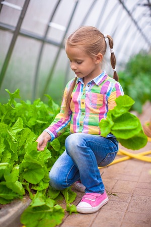 Nice little girl collects the crop in the greenhouseの写真素材