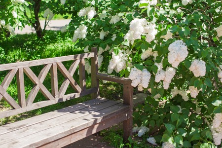Beautiful beautiful flower garden and wooden benchの写真素材