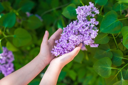 Closeup of lilac in the hands of a little girlの写真素材