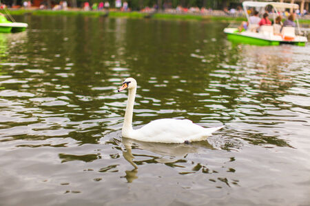 White beautiful swan at lake in the big parkの写真素材