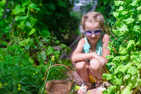 Cute little girl collects crop onions in the greenhouseの写真素材