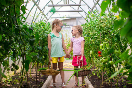 Cute little girls collect crop cucumbers in the greenhouseの写真素材