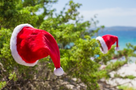 Santa hat on spruce bush background the turquoise sea on tropical beachの写真素材