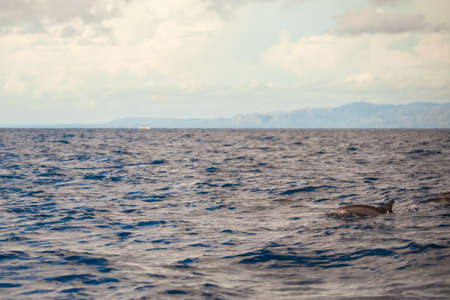 Incredibly clean turquoise water in the sea near tropical islandの写真素材