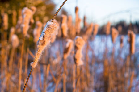 Winter landscape with snow-covered reedsの写真素材