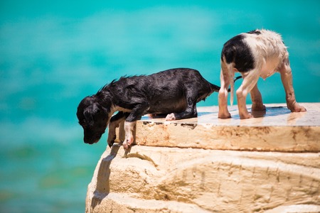 Two homeless puppy on the beach