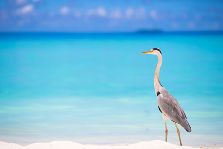 Grey heron standing on white beach on Maldives islandの写真素材