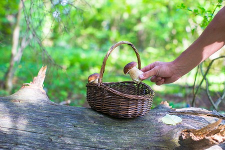 Wicker basket full of mushrooms in a forestの写真素材