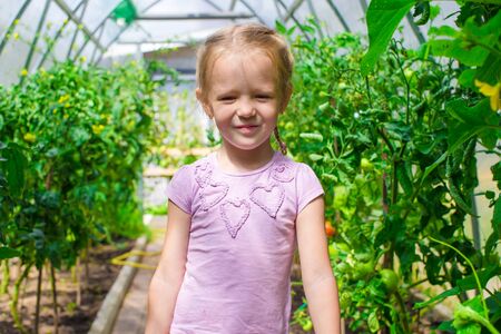 Little girl collecting crop cucumbers and tomatos in greenhouseの写真素材