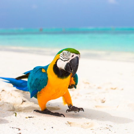 Cute colorful parrot on the white sand in the Maldivesの写真素材