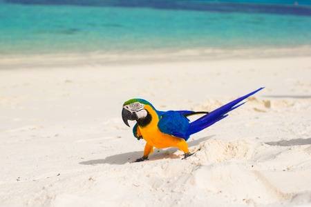 Cute colorful parrot on the white sand in the Maldivesの写真素材
