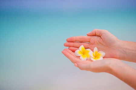 White beautiful frangipani flowers in female handsの写真素材