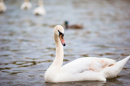 Beautiful swans in Prague river Vltava and Charles Bridge on the backgroundの写真素材