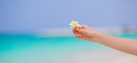 White beautiful frangipani flowers in female handsの写真素材