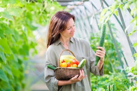 Young woman with basket of greenery and vegetables in the greenhouse. Harvesting timeの写真素材