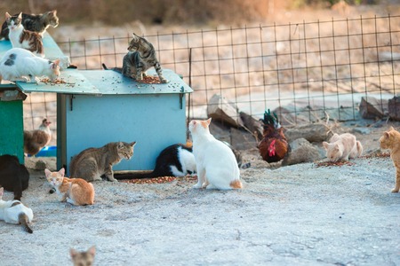 A lot of homeless cats and kittens on the road in Greeceの写真素材