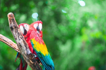 Two colorful bright red parrots Ara at tropical islandの写真素材