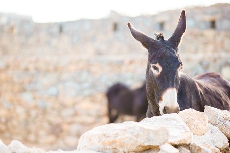 Funny donkey on road in greek mountains. The best photo of donkey in the world.の写真素材