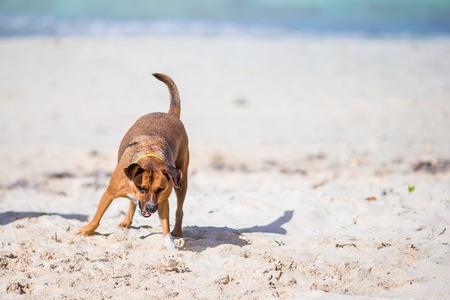 A dog barking at a small crab on the beachの写真素材
