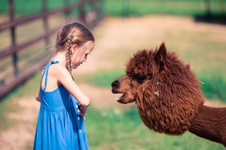 Charming little girl is playing with cute alpaca in the parkの写真素材