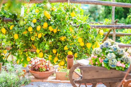 Fruits in Lemon garden of Amalfi coast on summer dayの写真素材