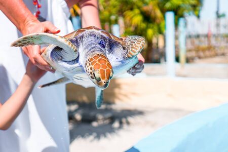 Small sea turtle looking from the waterの写真素材