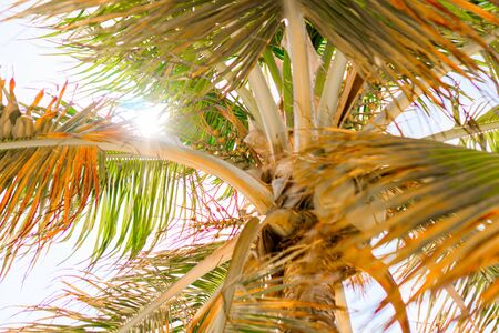 Palm trees at a tropical Caribbean beach.の写真素材
