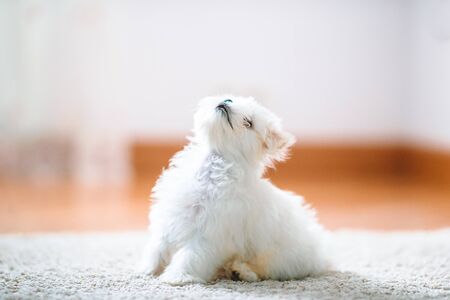 White cute maltese puppy, 2 months old looking at usの写真素材