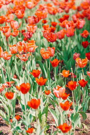 Red tulips in the garden outdoorsの写真素材