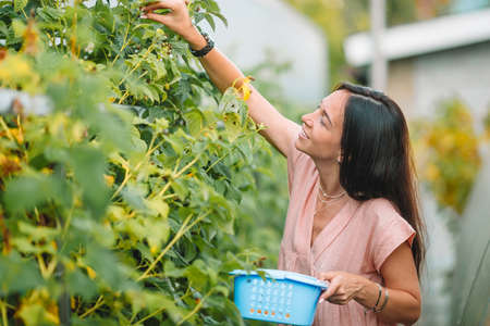 Girl in greenhouse picking fresh tomatoes. Female greenhouse worker isolated. Woman in greenhouse