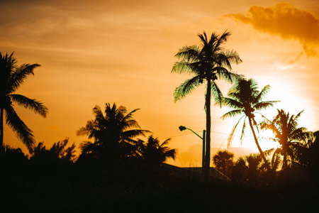 Beautiful coconut palm tree with amazing vivid sky at sunsetの写真素材