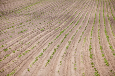 Spring Landscape with Plowed Field on the Background of Beautiful Clouds and Blue Sky. Ploughed...