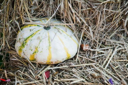 autumn display with pumpkins and fall plantsの写真素材