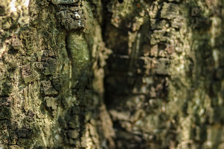 Old Wood Tree Texture Background Patternの写真素材