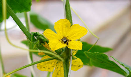 Bee pollinating on a yellow cucumber plant flower, surrounded by green leaves, photo taken inside a greenhouseの写真素材
