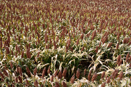 old corn plants with corn seeds, seen from above, plant photographyの写真素材