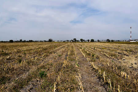 horizon of dry corn plants, of a ranch with agricultural service, corn cultivationの写真素材