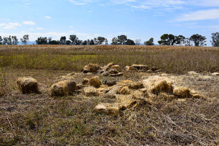 bales of corn, animal feed on agriculture land with blue sky
