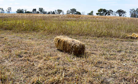 dry corn bale, cow feed on corn plant soilの写真素材