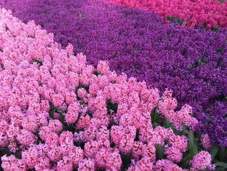Flower field of Denmark in spring.の写真素材