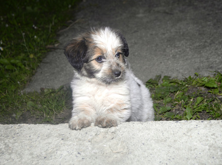 Small dog waiting to playの写真素材