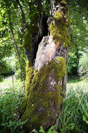 Bark of old tree covered by a mossの写真素材
