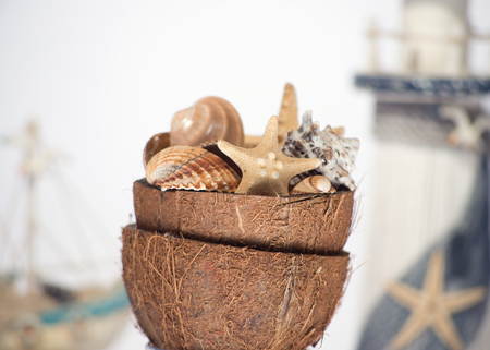 Decoration shells and starfish in coconut crustの写真素材