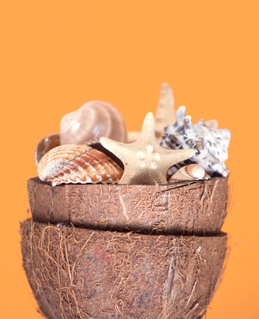 Decoration shells and starfish in coconut crustの写真素材