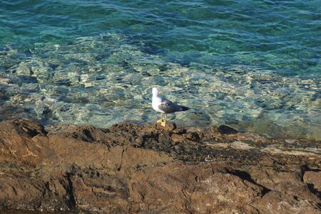 A single seagull searching for foodの写真素材
