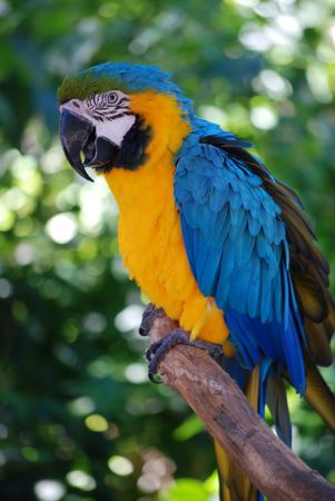 A Pretty Parrot