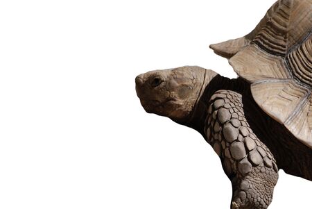 Turtleの写真素材