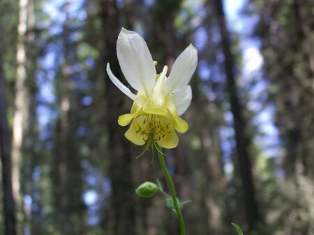 yellow columbineの写真素材