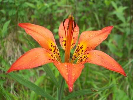 wood lilyの写真素材
