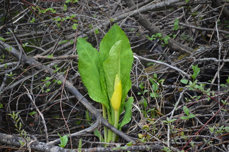 yellow skunk cabbageの写真素材
